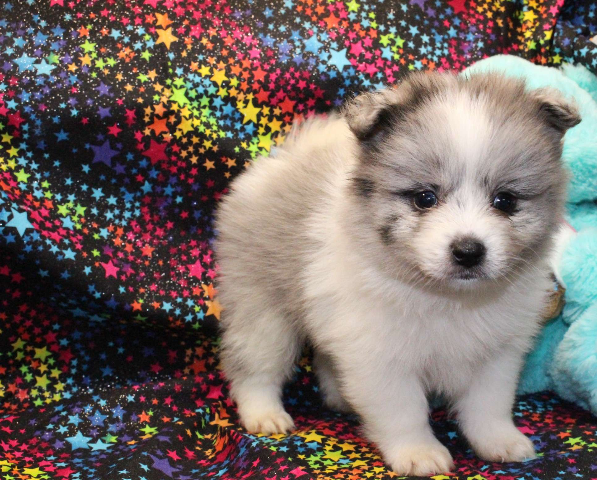 Available Puppies