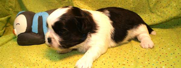 Shih Tzu (Litter G)