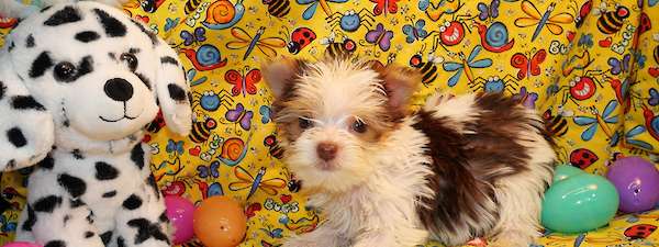 Yorki (Litter K)