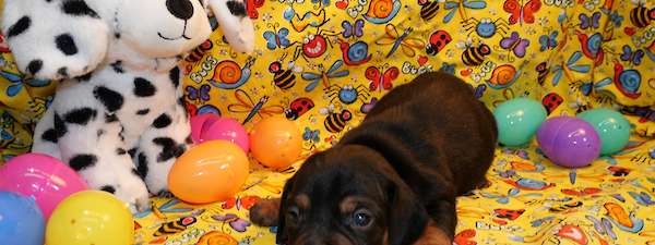 Mini Dachshund (litter L)