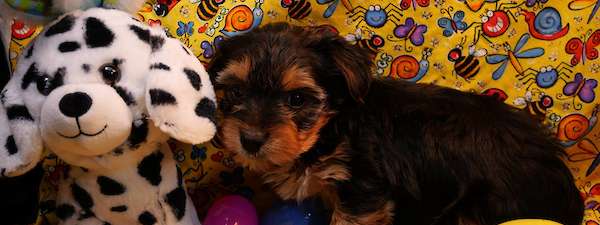 Yorkie (Litter D)