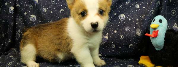 Corgi (Litter A)
