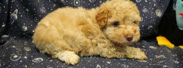 Mini Poodle (Litter B)