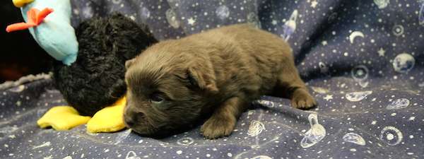 Pomeranian (Litter C)