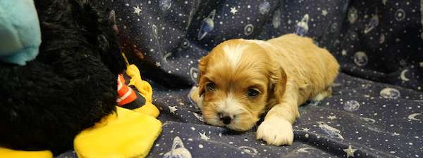 CavaPoo (Litter D)