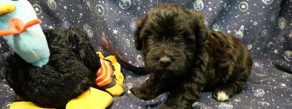 YorkiePoo (Litter E)