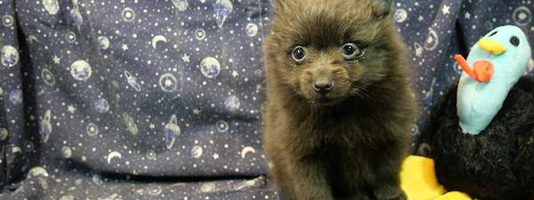 Pomeranian (Litter G)
