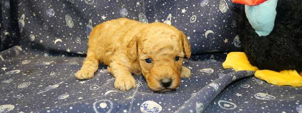 Mini Poodle (Litter H)