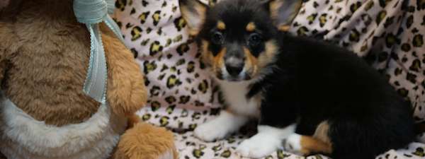 Corgi (litter V)