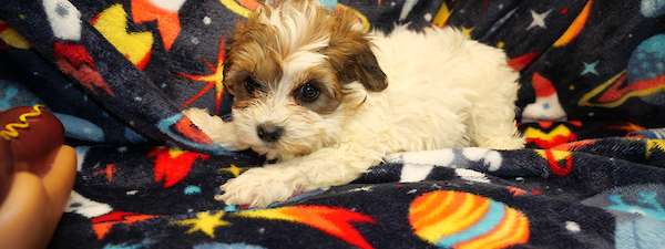 Miniature Poodle (litter A)