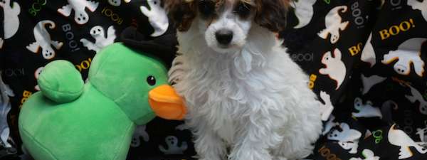 Miniature Poodle (litter A)