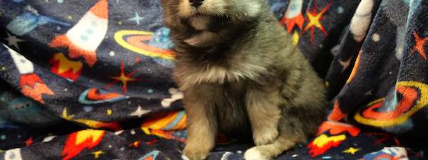 Pomeranian (Litter B)