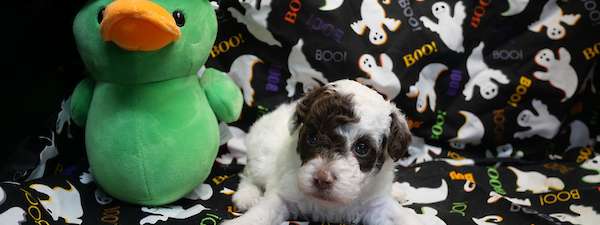 Mini Poodle (Litter B)