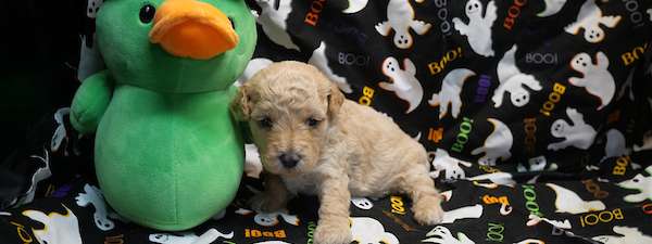 Mini Poodle (Litter C)