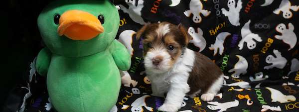 Yorkie (Litter D)
